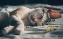 Vad ingår i en kattförsäkring Vad ingår i en kattförsäkring